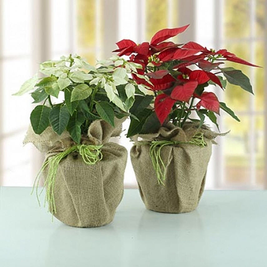 Red And White Poinsettia Plant: 