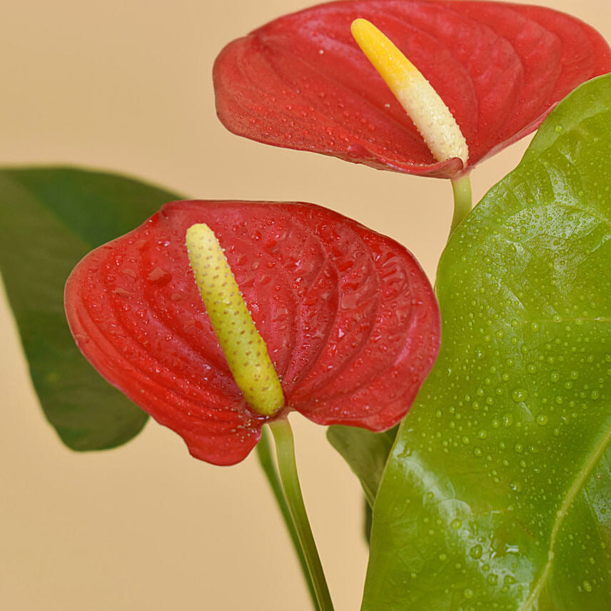 Order Red Anthurium In White Pot Online | Same-Day Delivery UAE - Fnp.ae