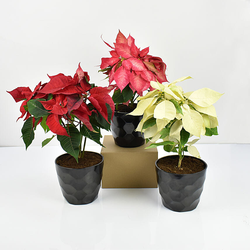 Red Pink n White Poinsettia Plant: هدايا أقل من 99