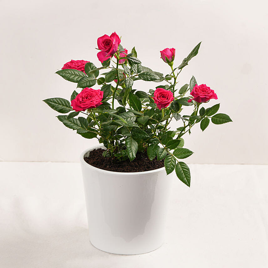 Order Dark Rose Rose Plant in White Pot Online | Same-Day Delivery UAE ...