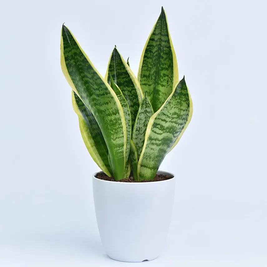 Small Sansevieria in Pot : Snake Plants