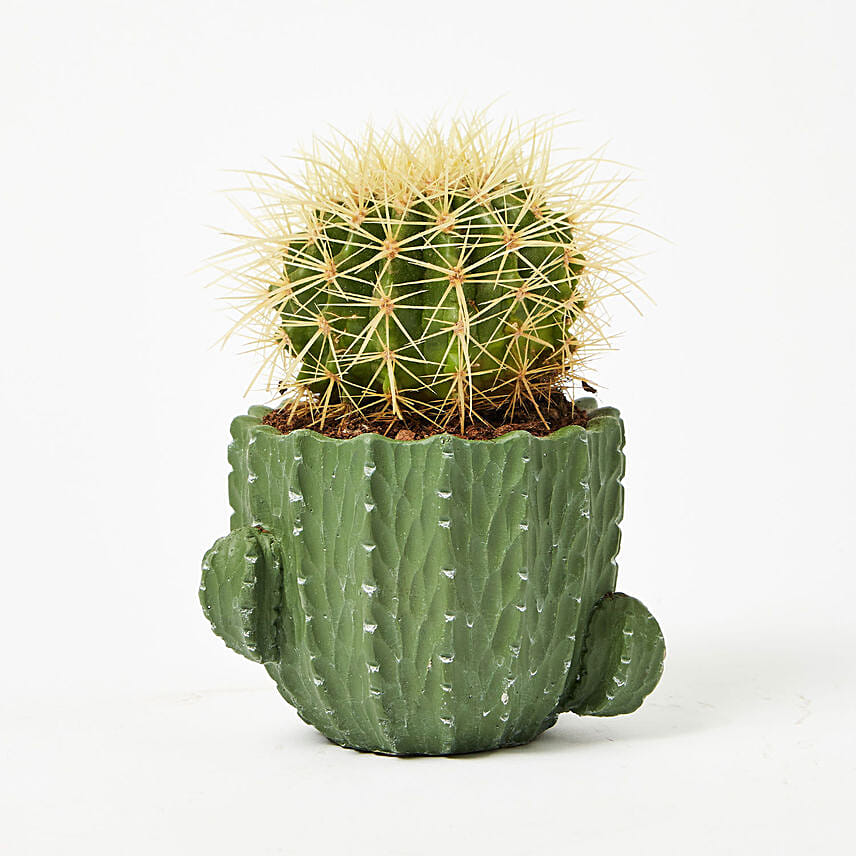 Order Thorny Cactus Plant In Cactus Shaped Ceramic Pot Online | Same-Day  Delivery UAE - Fnp.ae