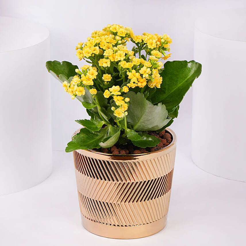 Yellow Kalanchoe In Ceramic Pot: Flowering Plants 