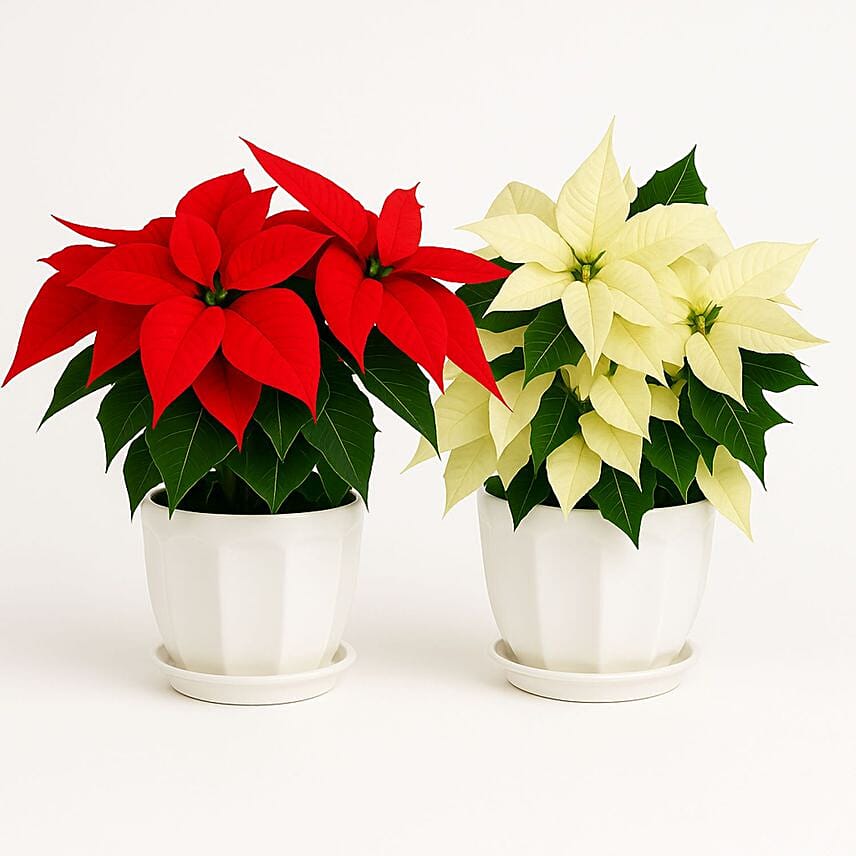 Poinsettia Plant White and Red: نباتات البوينسيتة اونلاين 