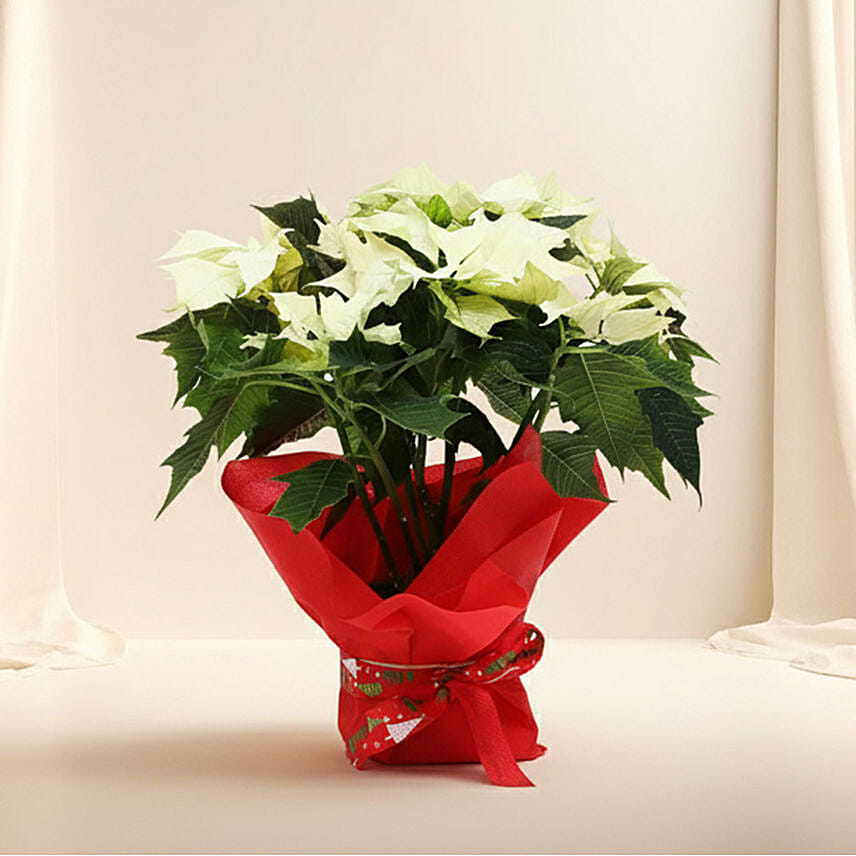 White Poinsettia Plant: Gifts Under 199 AED