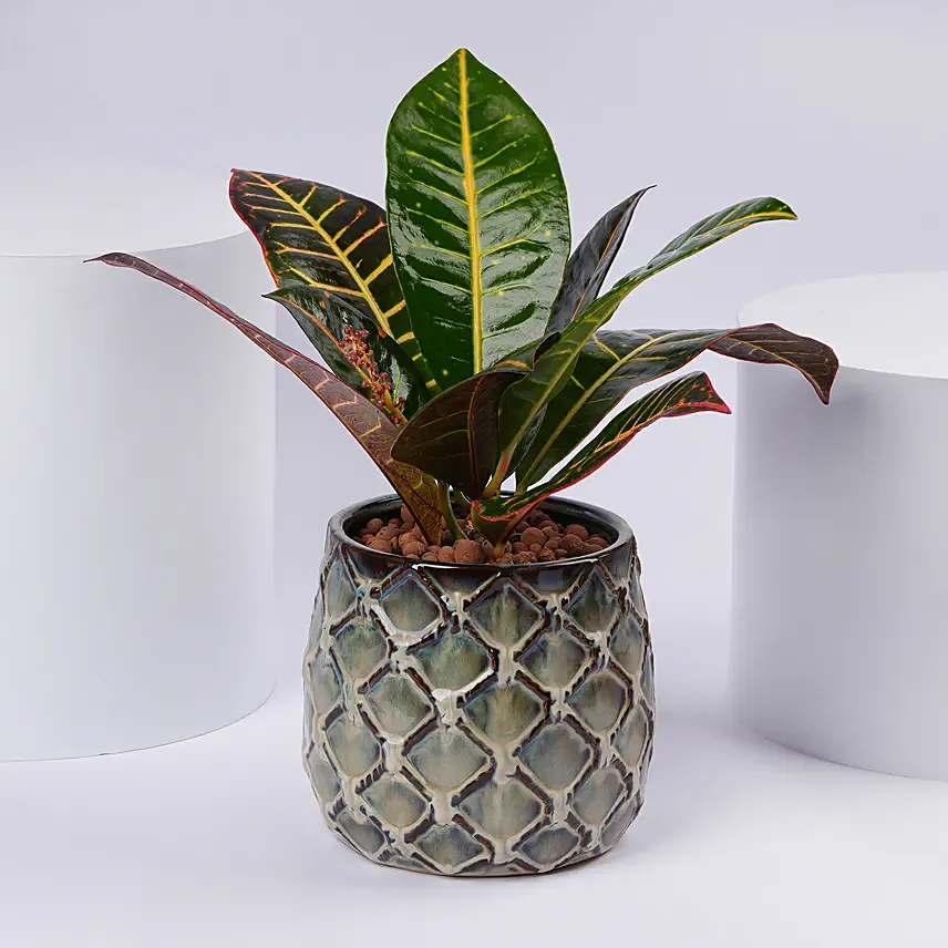 Elegant Croton Plant: Plants for Birthday Gift 