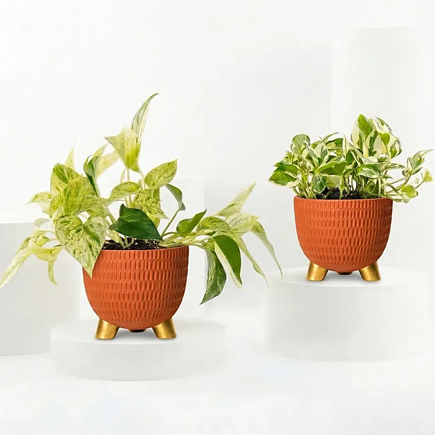 Golden and Joy Money Plant Plant Set: Flowering Plants
