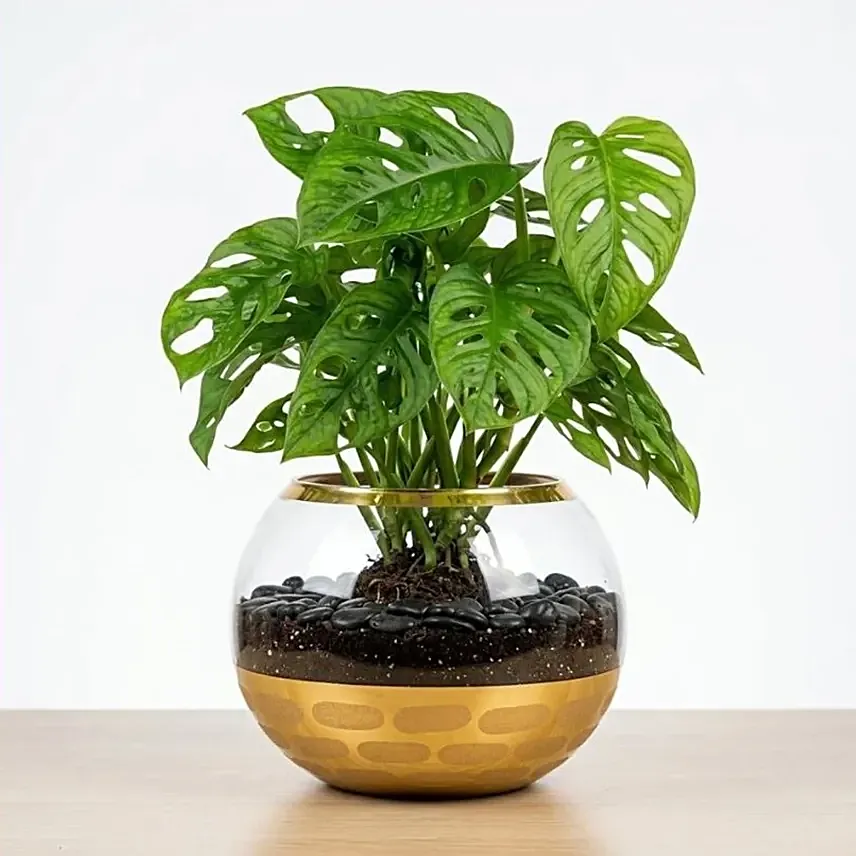 Monstera Plant Small: Plants 