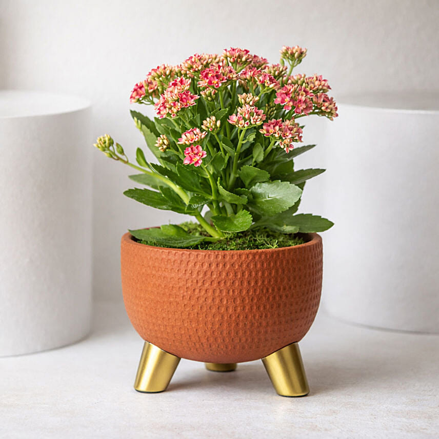 Pink Kalanchoe In Ceramic Pot: Indoor Plants 