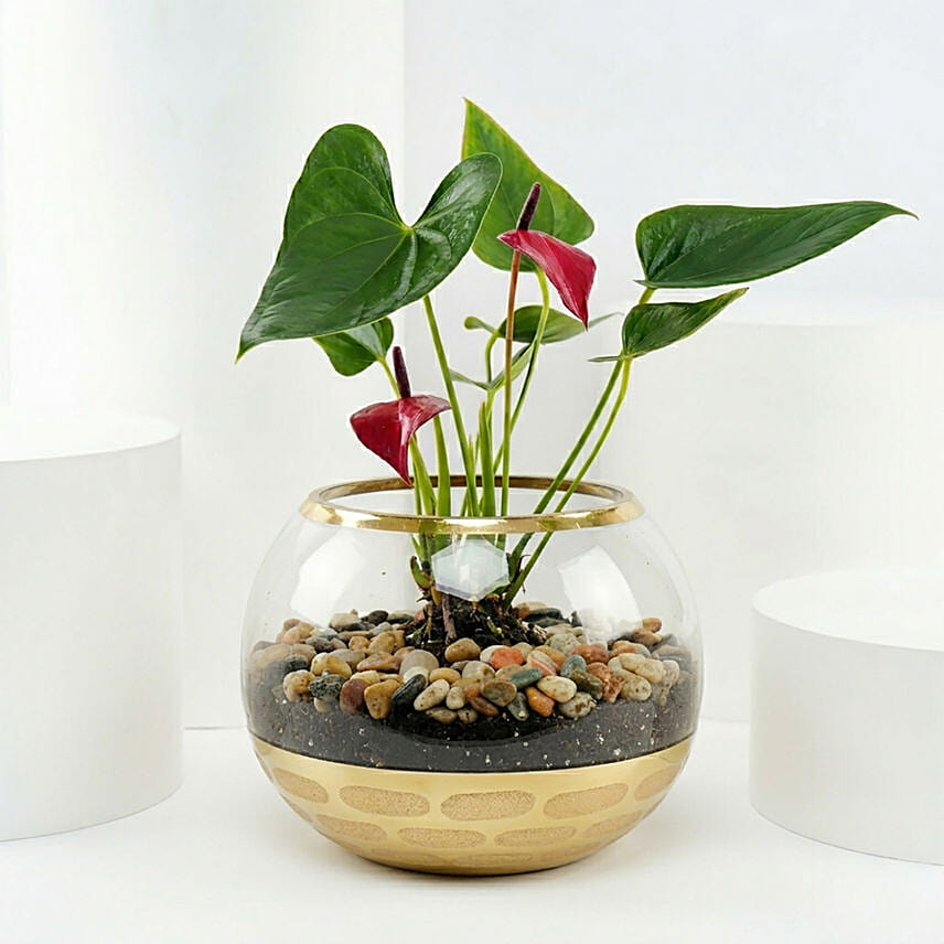 Red Anthurium Plant in Gold Pot: Outdoor Plants