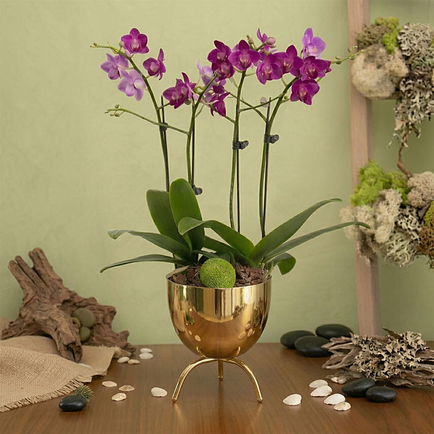 Purple Orchid Plant In Premium Gold Pot: Plants 