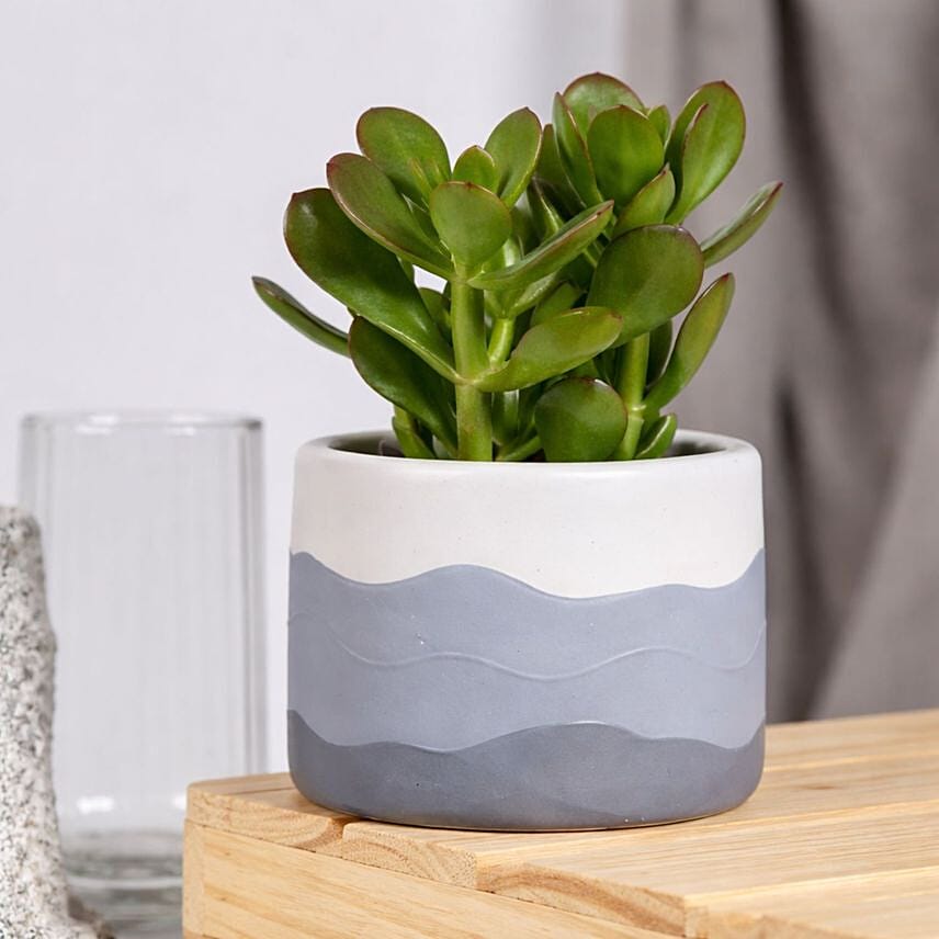 Birthday Wishes with Crassula Ovata Plant: Indoor Plants 