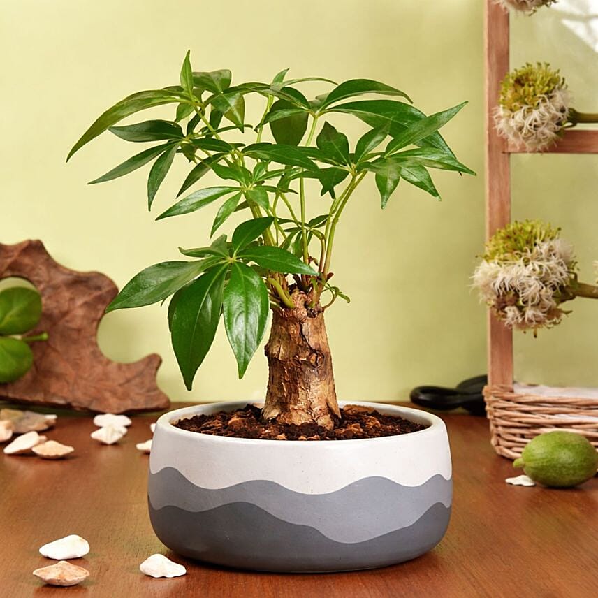 نبات شجرة المال باشيرا في أصيص فخم: هدايا نباتات اونلاين 