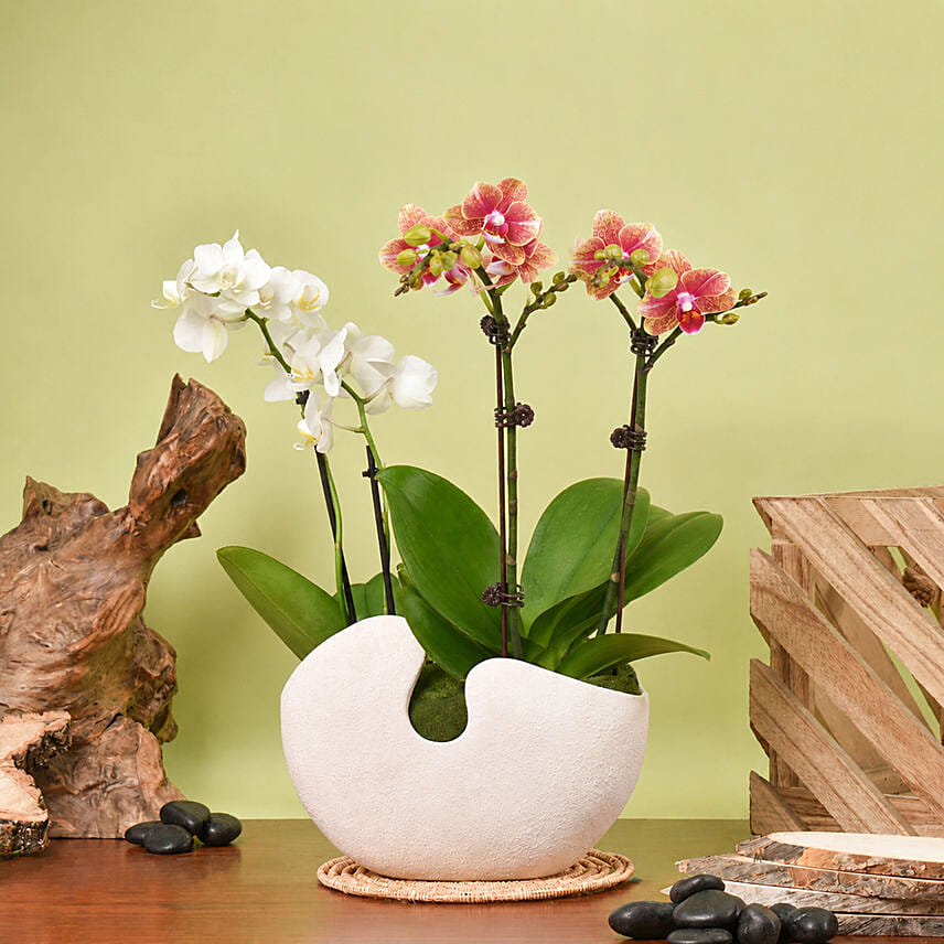 White and Yellow Mini Orchid in Designer Base: Orchid Plants