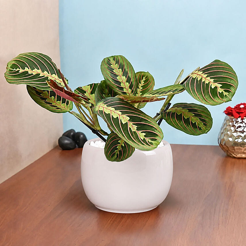 Maranta in Beautiful planter: Good Luck Plants 