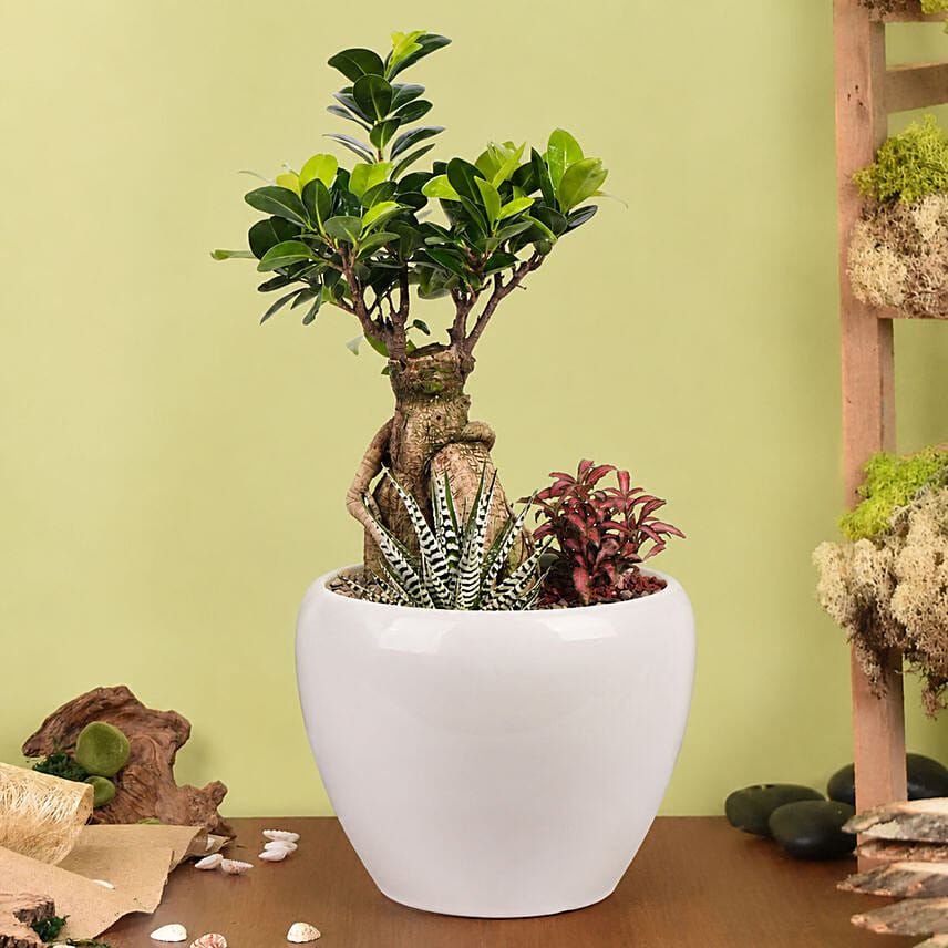 Bonsai Garden: Dish Gardens 