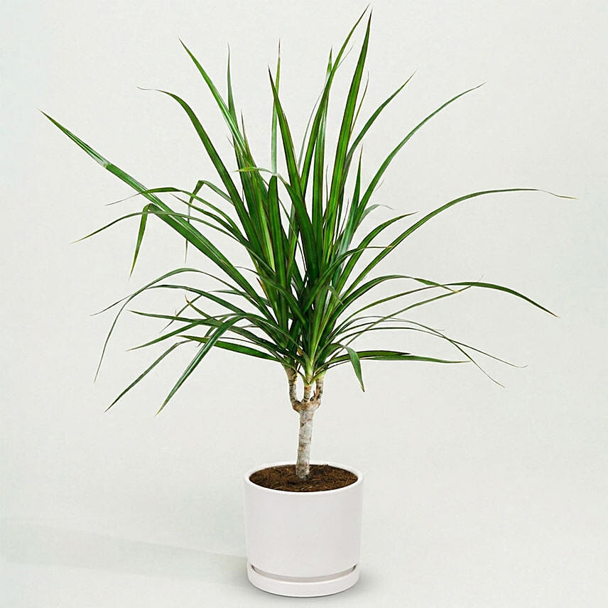 Dracaena Plant In White Pot: Air Purifying Plants 