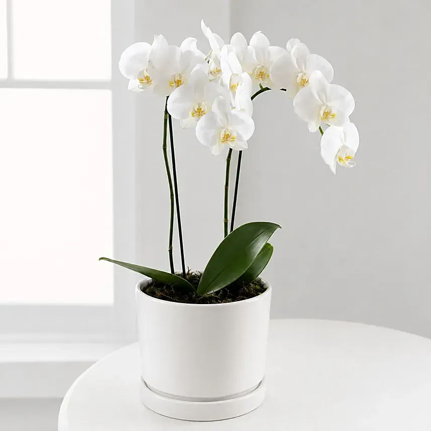 White Phalaenopsis Orchid Plant: Orchid Flower Bouquets