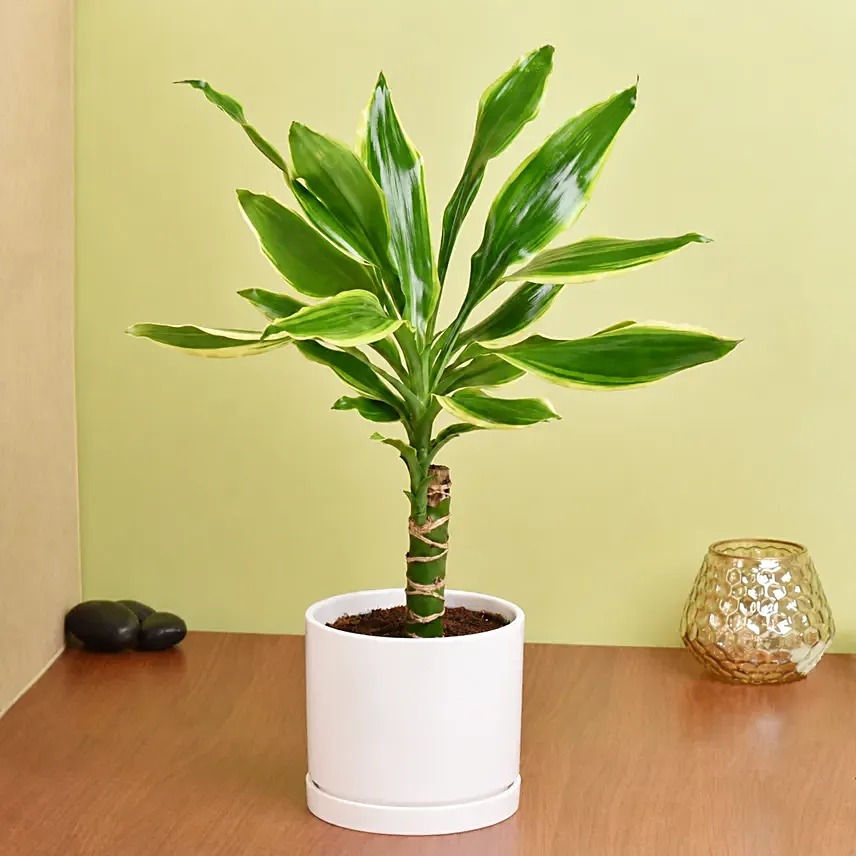 Dracaena Plant Small: New Arrival Plants