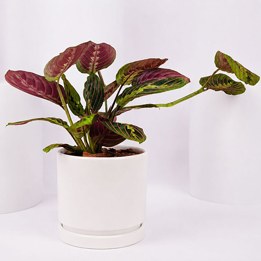 Maranta Potted Plant: Housewarming Plants 