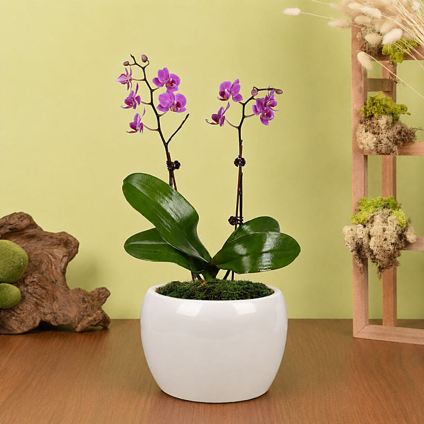 Mini Pink Holland Orchid Arrangement: Orchid Plants 