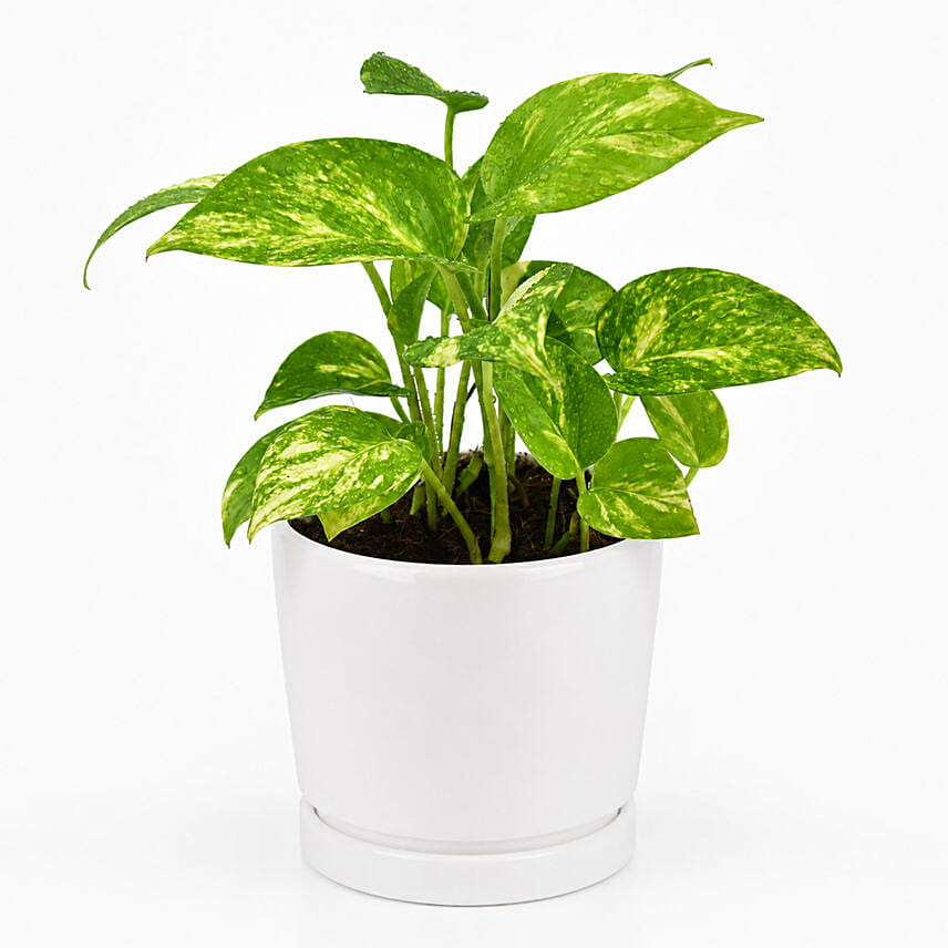 Money Plant in Designer Pot: Money Plants 