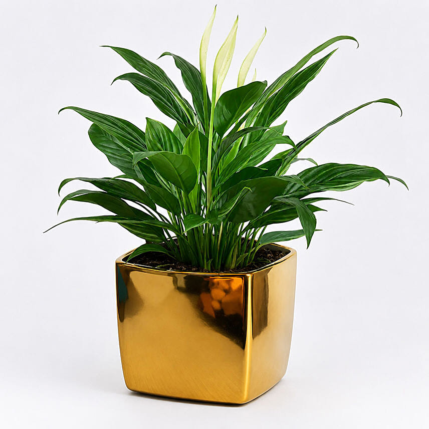 Peace lily in Matt Black Planter: Air Purifying Plants