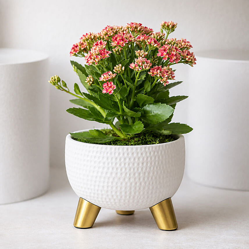 Pink Kalanchoe In Ceramic Pot: Indoor Plants 