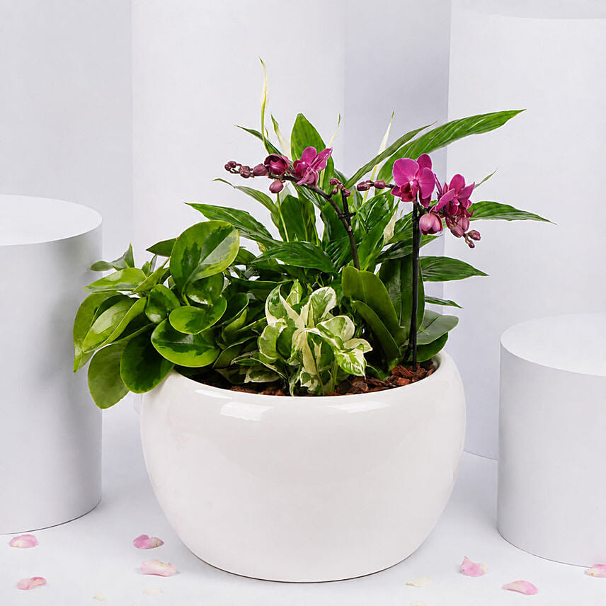 Plants Garden with Mini Orchid Plant: Orchid Plants