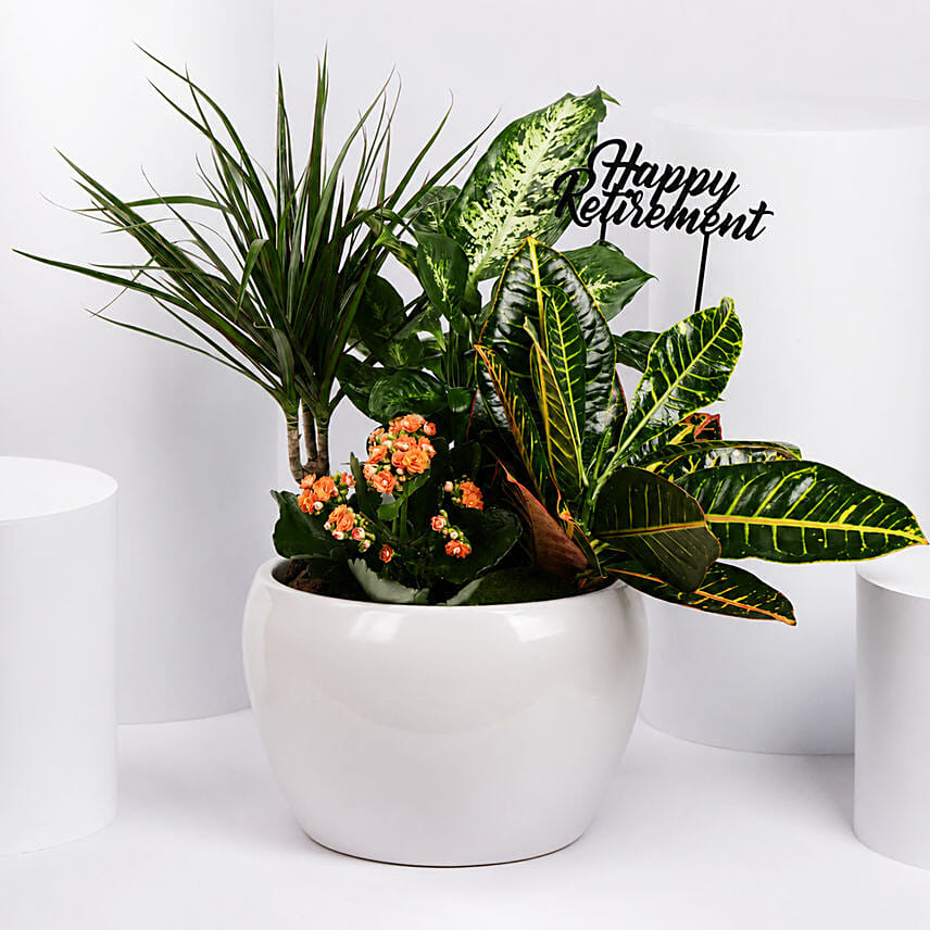 Retirement Wishes Plants Garden: 