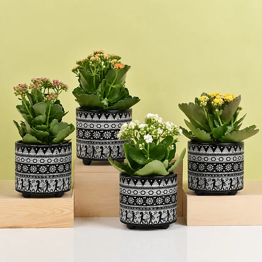 Set of 4 Kalanchoe Plants: Plants Combo 