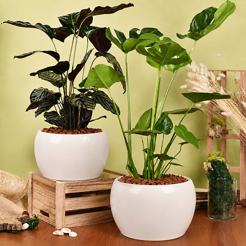 Air Purifying Duo of Calathea and Monstera Plant: Plants Combo