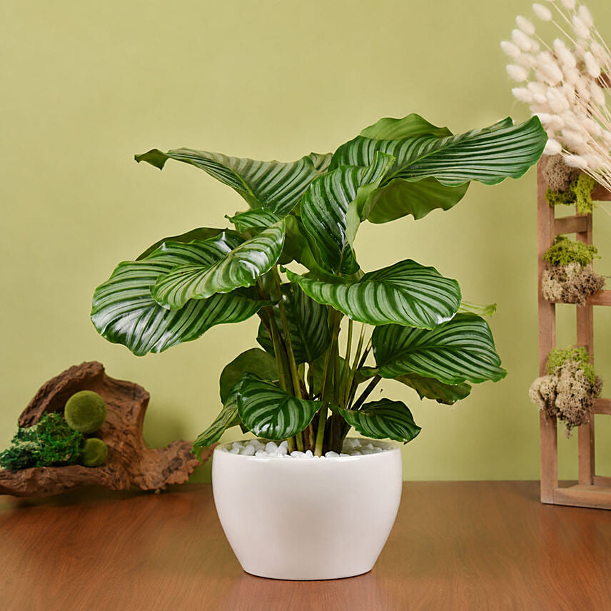 Alocasia Plant Beauty: 