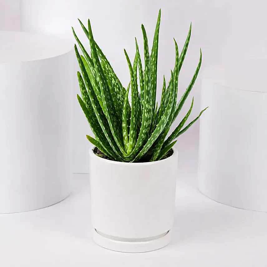Aloe Vera Plant in a Pot: Aloe Vera Plants