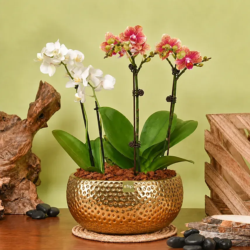 White and Yellow Mini Orchid in Designer Base: Plants