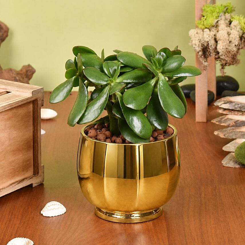 Crassula Ovata Good Luck Plant: Indoor Plants
