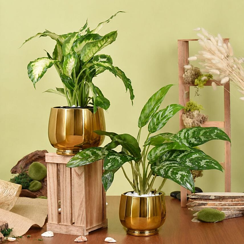 Dieffenbachia and Maria Aglaonema Plant Beauty: Plants Combo