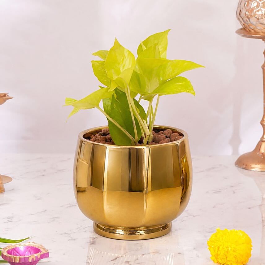 Diwali Money Plant: Diwali One Hour Delivery Gifts