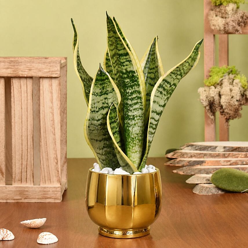 Gold Sansevieria in Premium Planter: 