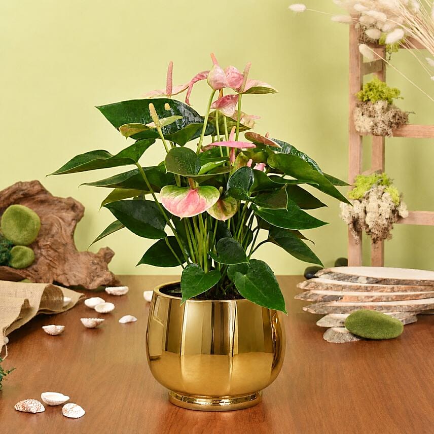 Pink Anthurium in Premium Planter: Flowering Plants