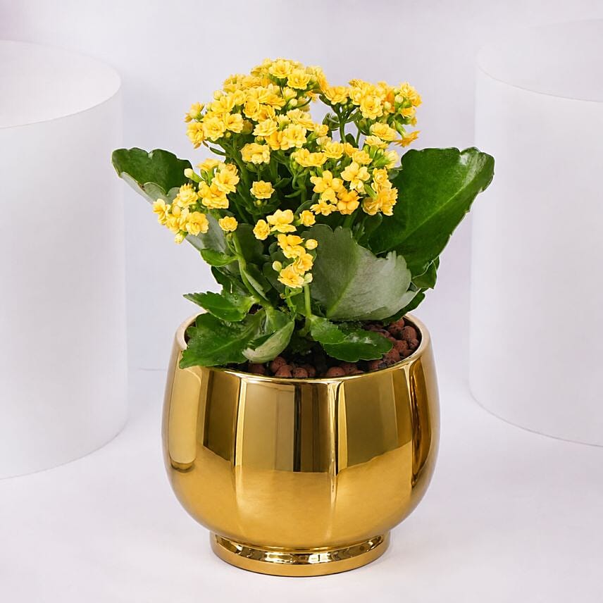 Yellow Kalanchoe In Ceramic Pot: Wish Trees 