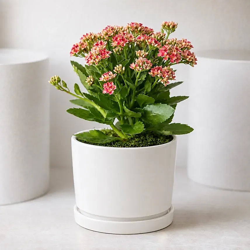Pink Kalanchoe In Ceramic Pot: Indoor Plants 
