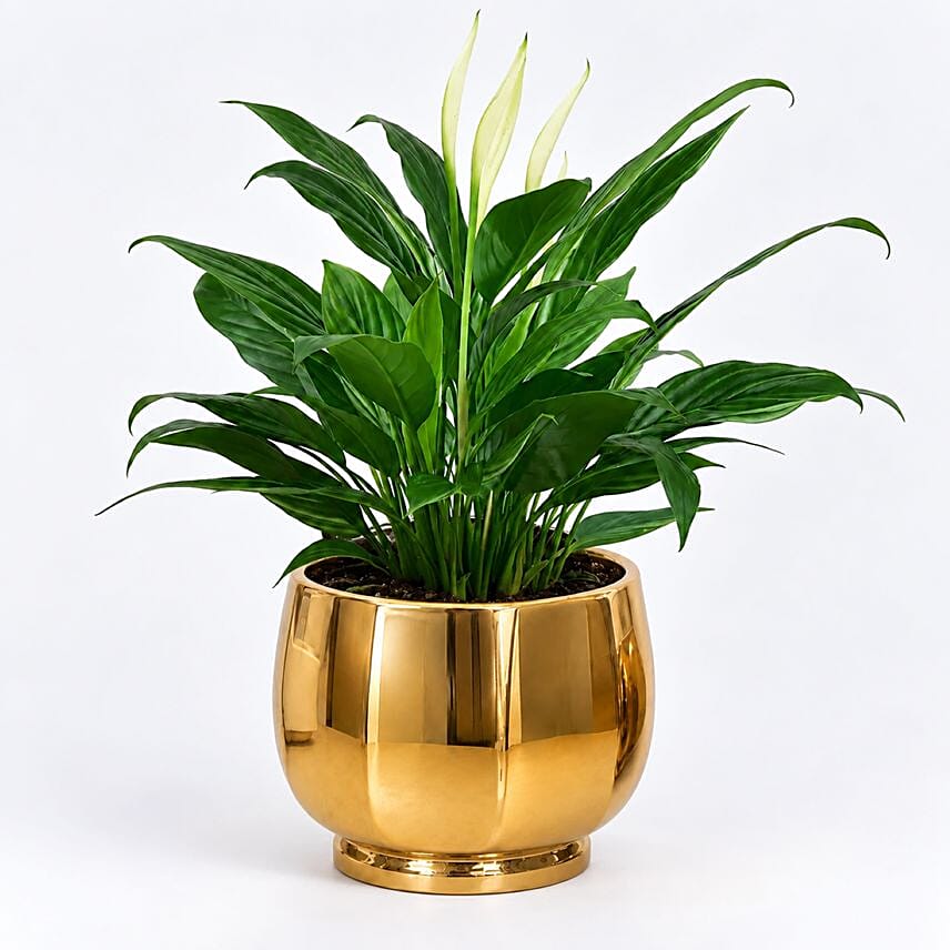 Peace lily in Matt Black Planter: Air Purifying Plants