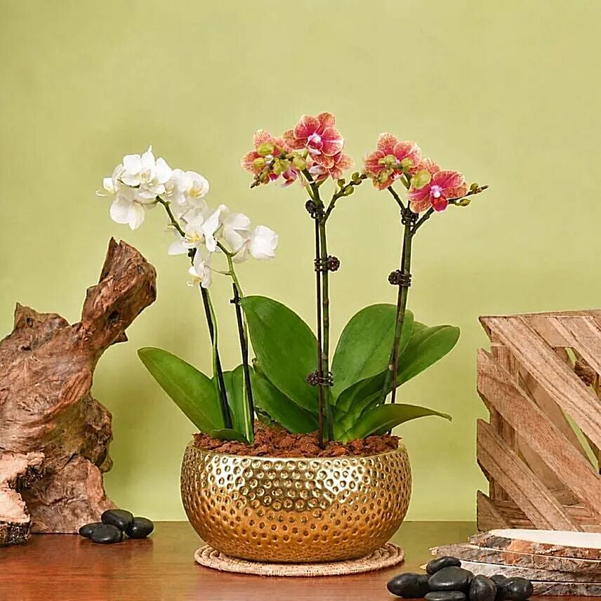 Elegant Mini Orchid Duo in Golden Planter: Plants