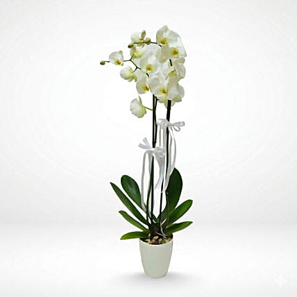 Beautiful white Phalaenopsis: Send Flowers to Lebanon