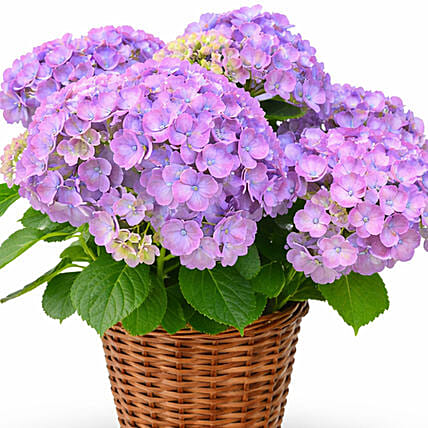 Magic Hydrangea: Send Flowers to Lebanon