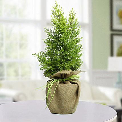 شجرة نبات السرو الصنوبري للكريسماس: شجرة كريسماس