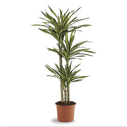 Dracaena Rikki: Plants