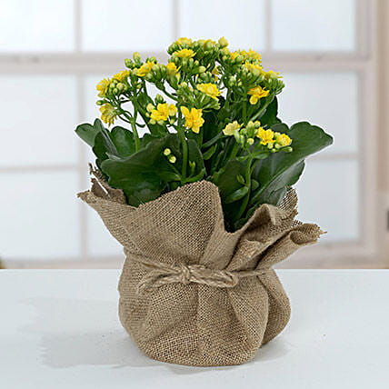 Jute Wrapped Yellow Kalanchoe Plant: Housewarming Plants 