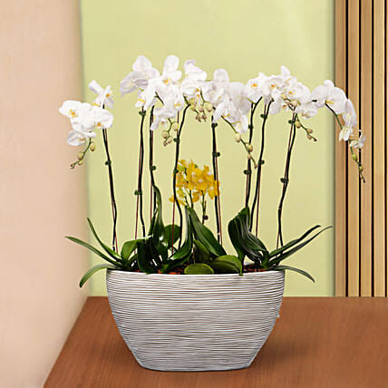 12 Stems Mini Holland Orchid in Bowl Planter: Flowering Plants 